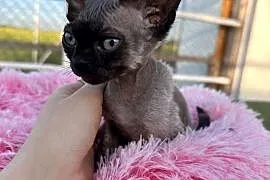 Devon Rex- kocur FPL
