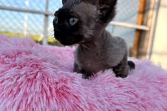 Devon Rex- kocur FPL, Wielkopolskie, Poznań
