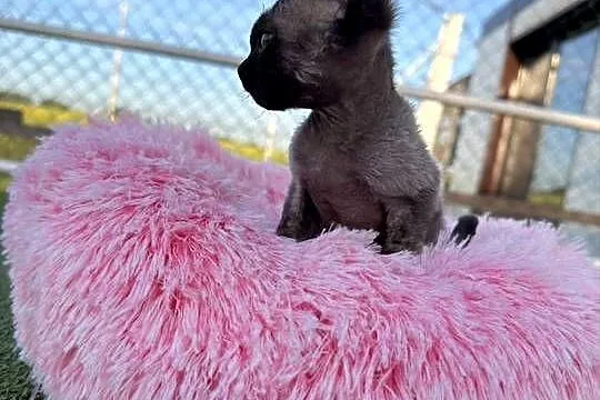 Devon Rex- kocur FPL, Wielkopolskie, Poznań
