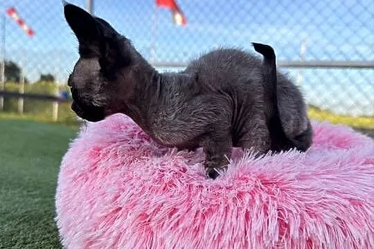 Devon Rex- kocur FPL, Wielkopolskie, Poznań