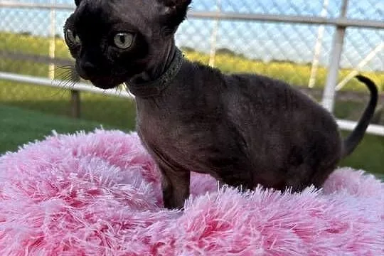 Devon Rex- kocur FPL, Wielkopolskie, Poznań