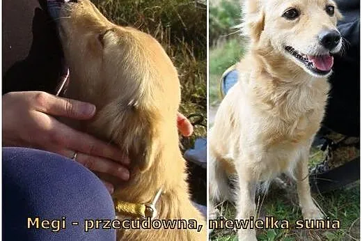 Megi- przecudowna sunia szuka swojego kąta.,  mazo