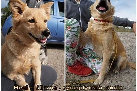 Megi- przecudowna sunia szuka swojego kąta.,  mazo