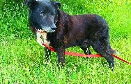 NORDI - to nie jest kraj dla starych psów.. ADOPTU