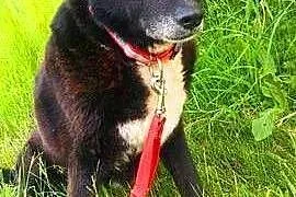 NORDI - to nie jest kraj dla starych psów.. ADOPTU