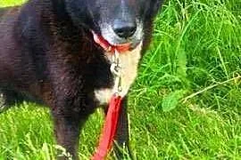 NORDI - to nie jest kraj dla starych psów.. ADOPTU
