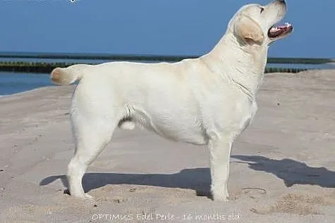 REPRODUKTOR! Labrador retriever biszkoptowy - kryc