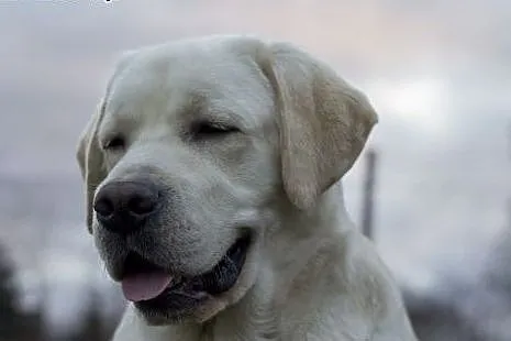 REPRODUKTOR! Labrador retriever biszkoptowy - kryc