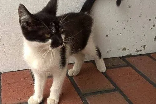 Kotka kociak Cleo kochana mała przylepka szuka dom