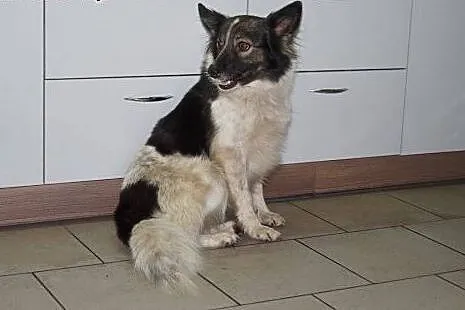 7 letnia Malinka. Dziewczyna jak malina szuka domu
