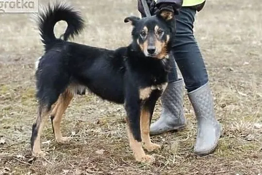 Adoptuj Gonzalesa a zyskasz wspaniałego przyjaciela na dobre i na złe, Łódzkie, Łódź