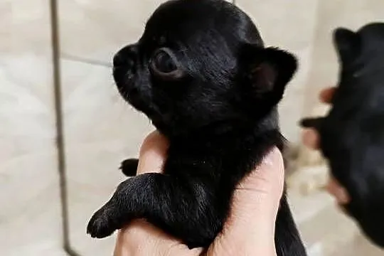 Chihuahua czarny, Mazowieckie, Warszawa
