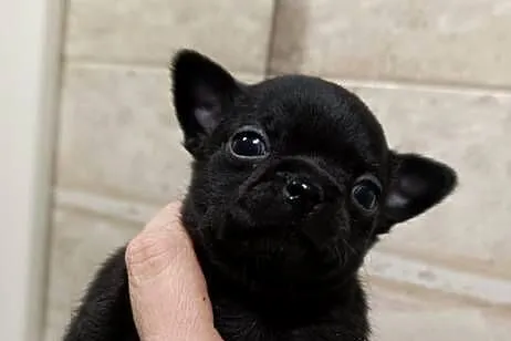 Chihuahua czarny, Mazowieckie, Warszawa