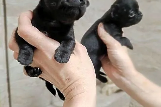 Chihuahua czarny, Mazowieckie, Warszawa