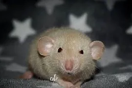 Szczurki, szczury, szczur dumbo
