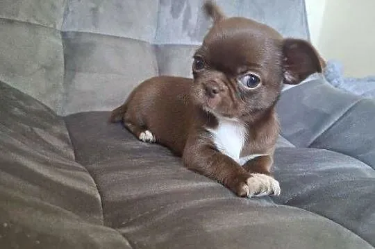 Chihuahua czekoladową suczka