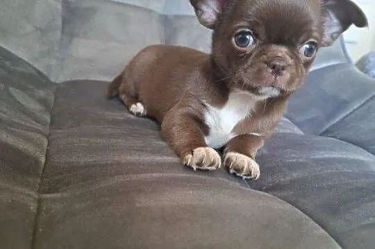 Chihuahua czekoladową suczka, Lubelskie, Lublin
