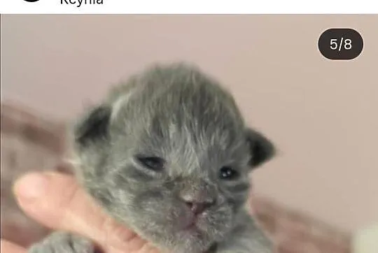 Rezerwacja Maine Coon, Kujawsko-pomorskie, Kcynia