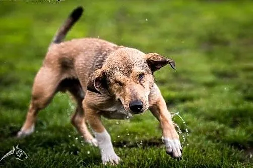 BAŚCIK - wspaniały  w 100% canis mixti :),  śląski