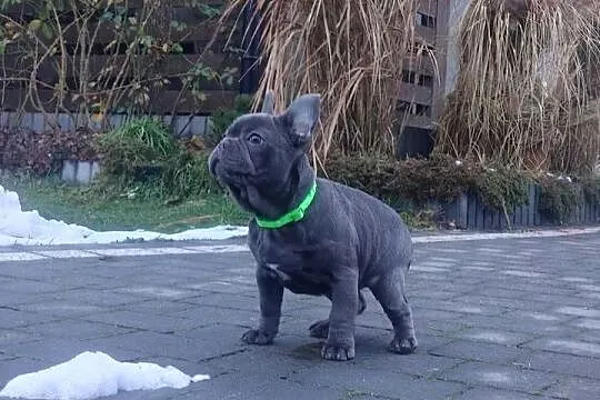 Buldog francuski BLUE niebieski pies piesek rodowód szczeniak, Podkarpackie, Padew Narodowa