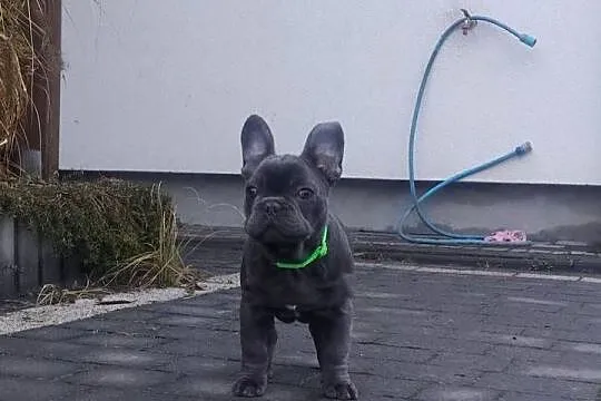 Buldog francuski BLUE niebieski pies piesek rodowód szczeniak, Podkarpackie, Padew Narodowa