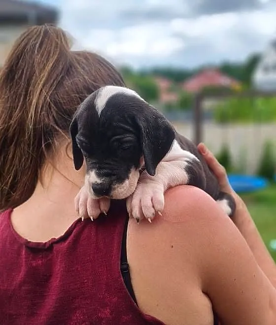 Nietuzinkowy dog niemiecki z domowej hodowli do odbioru po 21.07, Wielkopolskie, Gronówko