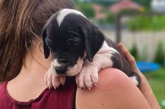 Nietuzinkowy dog niemiecki z domowej hodowli do odbioru po 21.07, Wielkopolskie, Gronówko