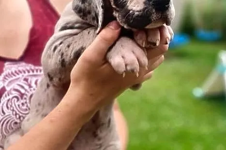 Nietuzinkowy dog niemiecki z domowej hodowli do odbioru po 21.07, Wielkopolskie, Gronówko