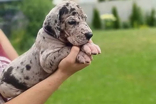 Nietuzinkowy dog niemiecki z domowej hodowli do odbioru po 21.07, Wielkopolskie, Gronówko