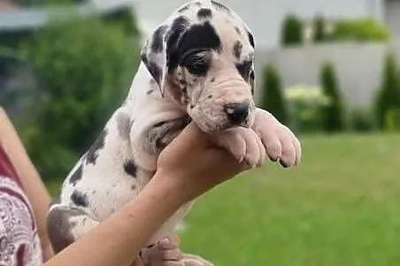 Nietuzinkowy dog niemiecki z domowej hodowli do odbioru po 21.07, Wielkopolskie, Gronówko