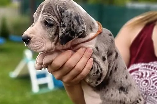 Nietuzinkowy dog niemiecki z domowej hodowli do odbioru po 21.07, Wielkopolskie, Gronówko