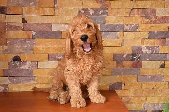 Cockapoo Słodki Samczyk F1, Kujawsko-pomorskie, Bydgoszcz