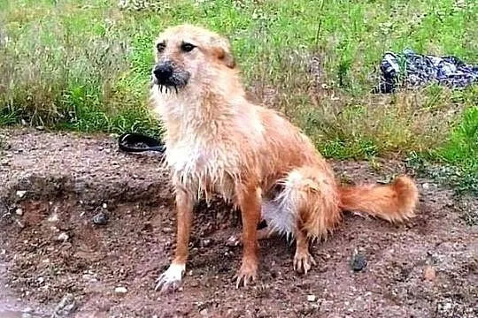 Fifi - złotowłosa, niezwykła suczka :)