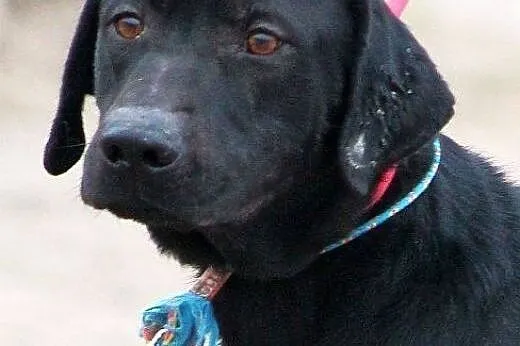 Masaj w typie labradora do adopcji,  warmińsko-maz