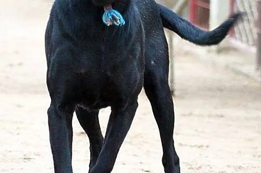 Masaj w typie labradora do adopcji,  warmińsko-maz