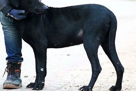 Masaj w typie labradora do adopcji,  warmińsko-maz