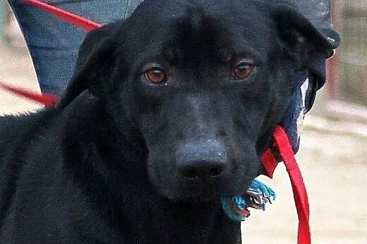 Masaj w typie labradora do adopcji,  warmińsko-maz