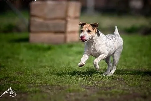 ZYZIA - terrier jak ta lala proszę Pani lub Pana!,