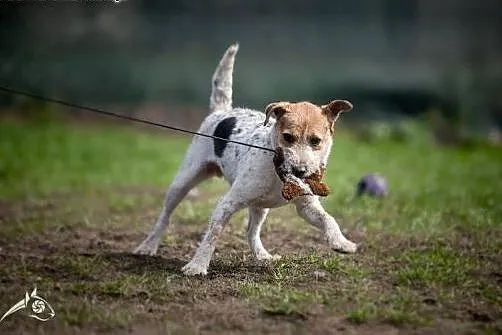 ZYZIA - terrier jak ta lala proszę Pani lub Pana!,