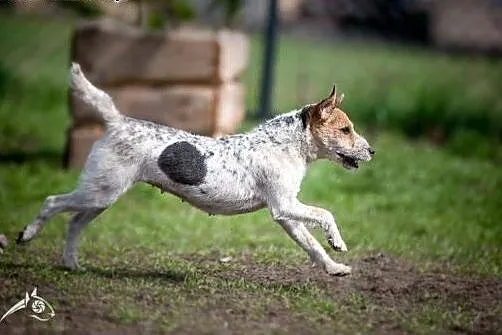 ZYZIA - terrier jak ta lala proszę Pani lub Pana!,