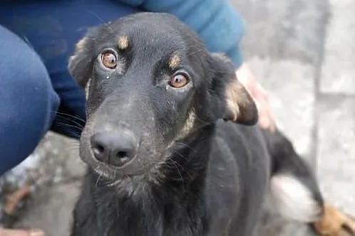 [Do adopcji]: SKARPETA - azylowy senior!, Łódzkie, Łódź