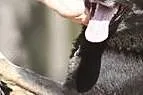 [Do adopcji]: SKARPETA - azylowy senior!, Łódzkie, Łódź