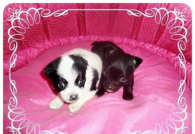 Chihuahua mix