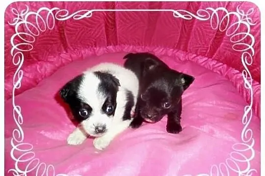 Chihuahua mix