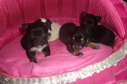 Chihuahua mix