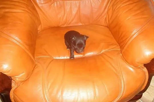 Chihuahua mix