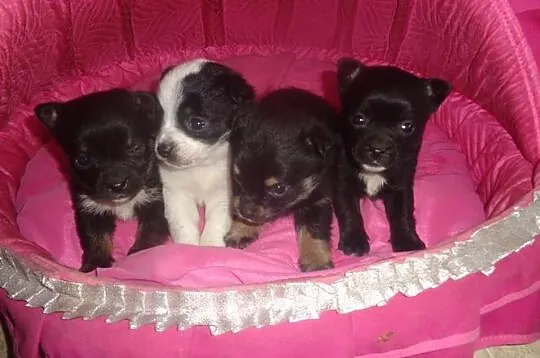 Chihuahua mix