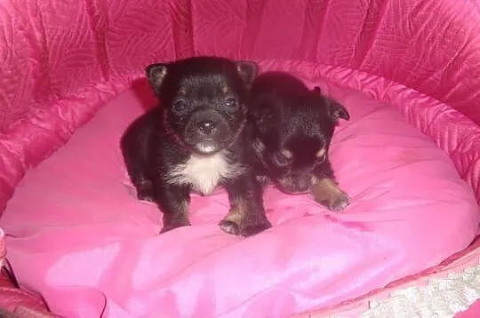 Chihuahua mix