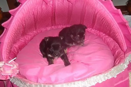 Chihuahua mix