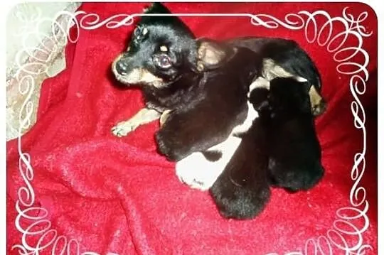 Chihuahua mix